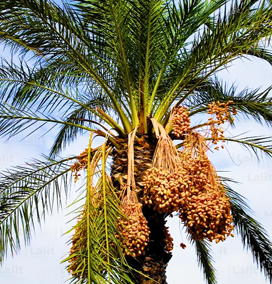 Date Palm